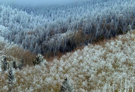 COMPLEX 2012 - 2nd International ICST Conference on Complex Sciences: Theory and Applications | CxConferences | Scoop.it