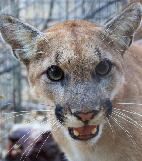 Mountain Lion P-74 'Most Likely' Died In The Woolsey Fire | Coastal Restoration | Scoop.it