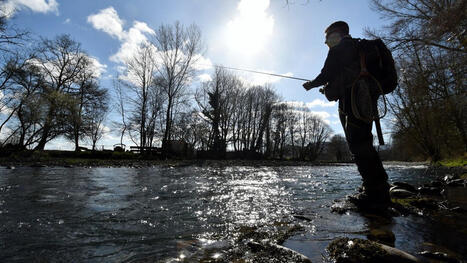 Une mesure in&eacute;dite&nbsp;: face &agrave; une situation pr&eacute;occupante, la F&eacute;d&eacute;ration de p&ecirc;che interdit les pr&eacute;l&egrave;vements de truite fario sur la Neste aval | Vall&eacute;es d'Aure & Louron - Pyr&eacute;n&eacute;es | Scoop.it