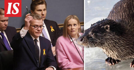 IS:n tiedot: Hallitus suunnittelee kohupäätöstä – saukko ja muita lajeja metsästettäväksi | 1Uutiset - Lukemisen tähden | Scoop.it