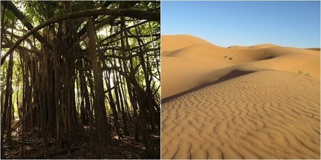 Le Sahara africain nourrit la végétation amazonienne, information de la NASA | Actu Latino | Les déserts dans le monde | Scoop.it