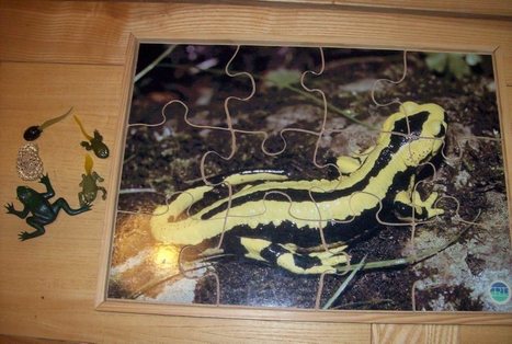 Nature : découvrir les amphibiens à Aulon | Vallées d'Aure & Louron - Pyrénées | Scoop.it