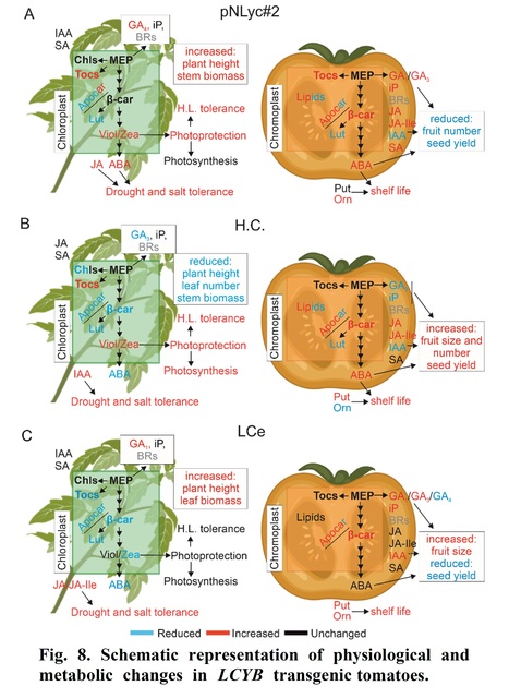 A manipulation of carotenoid metabolism influence biomass partitioning and fitness in tomato | Plant hormones (Literature sources on phytohormones and plant signalling) | Scoop.it