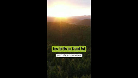 Expliquez-nous... La filière bois en Grand Est avec Béatrice Moreau | Nancy, Lorraine | Scoop.it