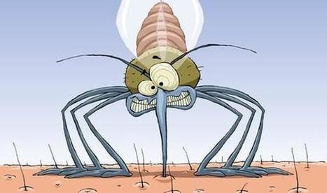 Vers l'arme anti-moustiques imparable | EntomoNews | Scoop.it