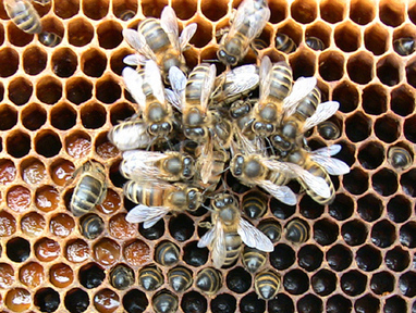 R&eacute;sultats des analyses effectu&eacute;es sur des pr&eacute;l&egrave;vements d&rsquo;abeilles et de pollen, r&eacute;alis&eacute;s au printemps 2014 sur des ruches plac&eacute;es en zone fruiti&egrave;re dans les Monts du Lyonnais | EntomoNews | Scoop.it