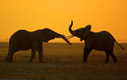 Africa: Battle for the Elephants | African News Agency | Scoop.it