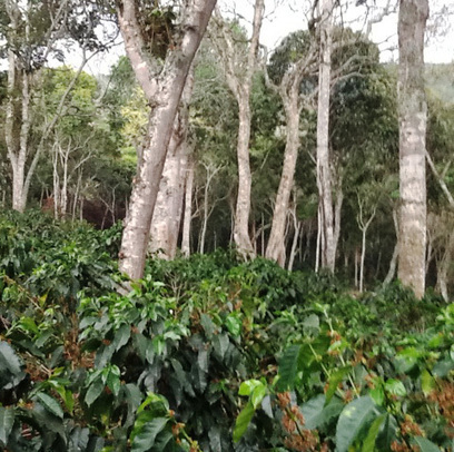 Collaborating for Sustainable Coffee in Colombia | RAINFOREST EXPLORER | Scoop.it