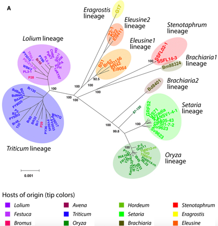 Mol Plant Path: Pyricularia graminis‐tritici is...