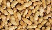 Blockade of histamine receptors suppresses intestinal anaphylaxis in peanut allergy | Allergy (and clinical immunology) | Scoop.it