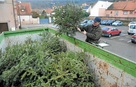 Nos beaux sapins, rois des d&eacute;chets | Alsace Actu | Scoop.it