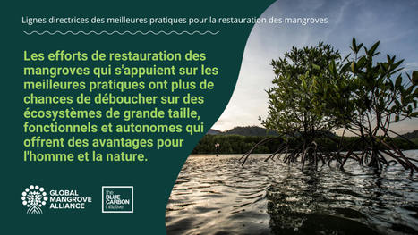 Un nouveau guide de restauration des mangroves publié par la Global Mangrove Alliance - Pôle-relais Zones Humides Tropicales | Biodiversité | Scoop.it