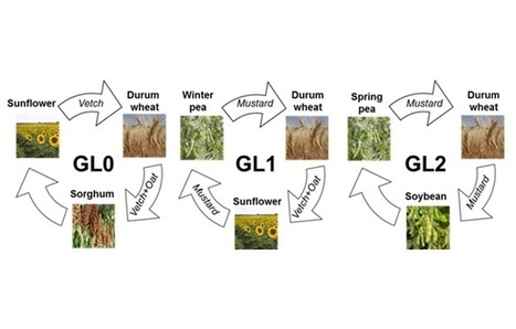 Agroécologie en grandes cultures,  il convient de re-concevoir le système ! | GREENEYES | Scoop.it