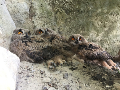 Avifaune: Le hibou grand duc fait son retour dans la vallée de Joux après un siècle d'absence  | Les oiseaux au gré du vent | Scoop.it