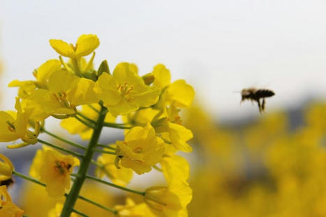 Les pollinisateurs perdent l’odorat à cause de la pollution | Toxique, soyons vigilant ! | Scoop.it
