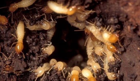 Les colonies de termites n’ont apparemment plus besoin des mâles pour prospérer | EntomoNews | Scoop.it