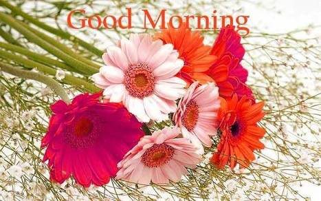 Good Morning Flower Images With Sms Quotes Me