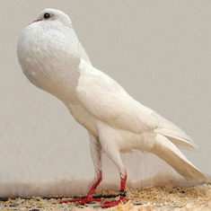 Birds of a Feather: Genetic Classification Reveals Pigeons' Exceptional Diversity [Slide Show]: Scientific American | BIODIVERSITY IS LIFE  &ndash; | Scoop.it
