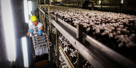 Canada, Australie&nbsp;: quel est ce syst&egrave;me de l&rsquo;immigration choisie vant&eacute; par Donald Trump&nbsp;? | Economie Responsable et Consommation Collaborative | Scoop.it