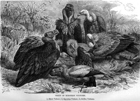 Vultures Under Assault On All Fronts. Dying By The Millions. Live Stock Drug Travels Up The Food Chain | BIODIVERSITY IS LIFE  – | Scoop.it