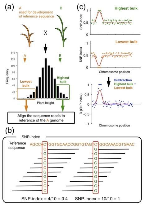 Plant J: QTL-seq: Rapid mapping of quantitative trait loci in rice by whole genome resequencing of DNA from two bulked populations (2013) | Publications | Scoop.it