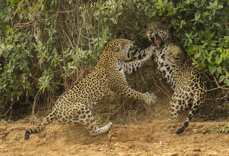 Wildlife Photographer of the Year 2013 | Everything Photographic | Scoop.it