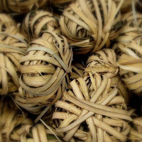 Le katrafay, huile essentielle malgache | La Cabane aux Arômes | Scoop.it