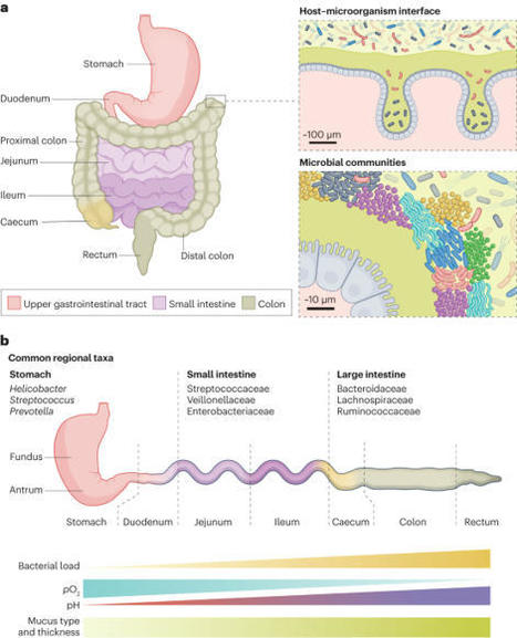 The gut microbiota and its biogeography | Nrm