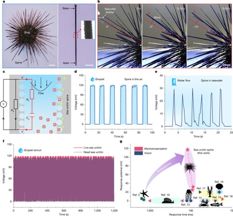 Echinoderm stereom gradient structures enable mechanoelectrical perception | Biomimicry 3.8 | Scoop.it