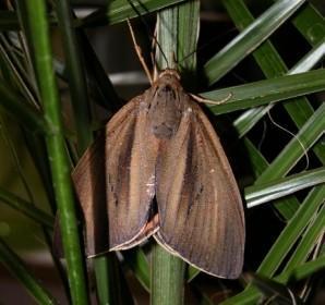 Les pattes de la séduction du papillon palmivore, Paysandisia archon | EntomoNews | Scoop.it