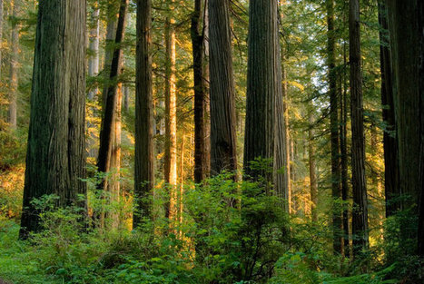 Trees Deal With Climate Change Better Than Expected | Timberland Investment | Scoop.it
