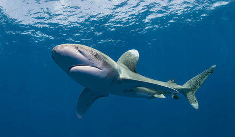 The oceanic whitetip sharks of Cat Island | Soggy Science | Scoop.it