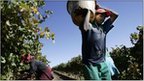 Workers 'abused' at SA vineyards | Health and safety at work | Scoop.it