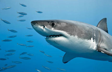 Biodiversité : La population de requins en chute libre malgré les règles sur la pêche | Biodiversité : les chiffres-clés | Scoop.it