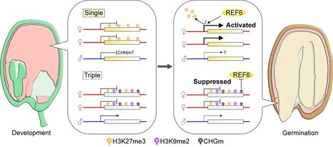 Combinations of maternal-specific repressive epigenetic marks in the endosperm control seed dormancy | SEED-DREAM Lab info | Scoop.it