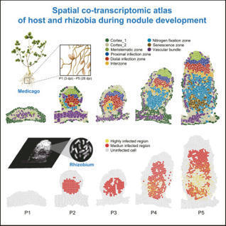 Spatiotemporal co-transcriptomics uncovers coordinated rhizobia-legume stress programs supporting nitrogen fixation in Medicago | Plant-Microbe Symbiosis | Scoop.it