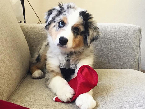 mini australian shepherds for adoption