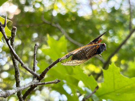 Scientists hope 17-year cicadas can unlock the mysteries of toxic mercury | by Katie Cole | WBUR News | WBUR.org | @The Convergence of ICT, the Environment, Climate Change, EV and HEV Transportation & Distributed Renewable Energy | Scoop.it