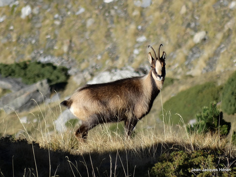 Isard de Catchet par Jean-Jacques H&eacute;ran | Vall&eacute;es d'Aure & Louron - Pyr&eacute;n&eacute;es | Scoop.it