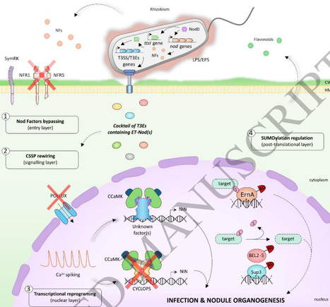 Rhizobial type III effectors as regulators of root-nodule symbiosis in legumes | jeb | RMH | Scoop.it