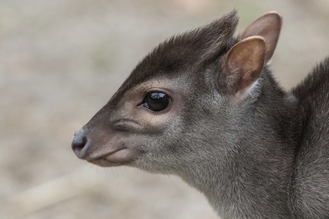 Why reports of the duiker’s demise were greatly exaggerated | Coastal Restoration | Scoop.it