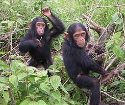 Nearly 3,000 wild great apes stolen or poached each year threatening survival : UN | BIODIVERSITY IS LIFE  – | Scoop.it