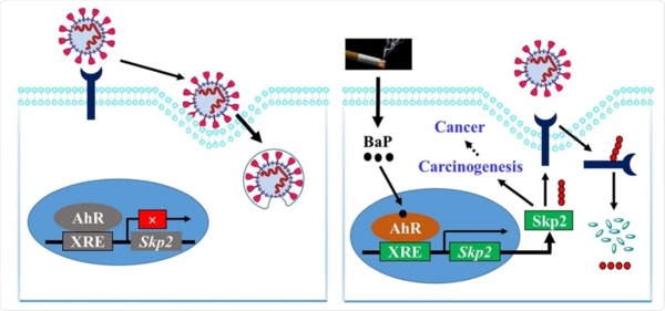 The smoker's paradox during the COVID-19 pandemic? The influence of smoking and vaping on the incidence and course of SARS-CoV-2 virus infection as well as possibility of using nicotine in the trea... | Covid-19, SARS-Cov-2, vaccines, Remdesivir, Chloroquine...and all that Jazz | Scoop.it