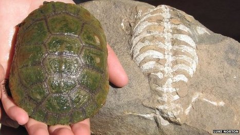 Fossil shows how turtle got a shell | Complex Insight  - Understanding our world | Scoop.it