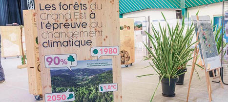 Grand Est : une exposition itinérante interactive pour apprendre, observer et comprendre | ONF | La SELECTION du Web | CAUE des Vosges - www.caue88.com | Scoop.it