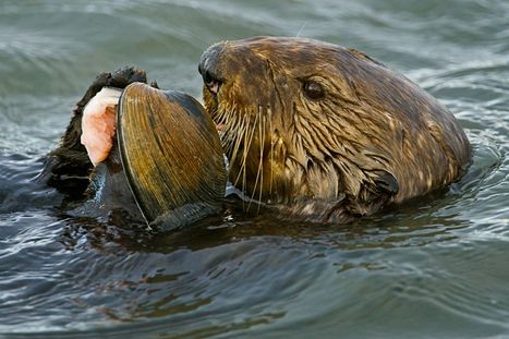 Ocean Ecosystems -- Otters, Climate Change and Pollution | OUR OCEANS NEED US | Scoop.it