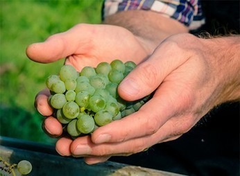 L’incroyable histoire des cépages interdits | Le site du journal L'âge de faire | Le Cognac et son vignoble | Scoop.it
