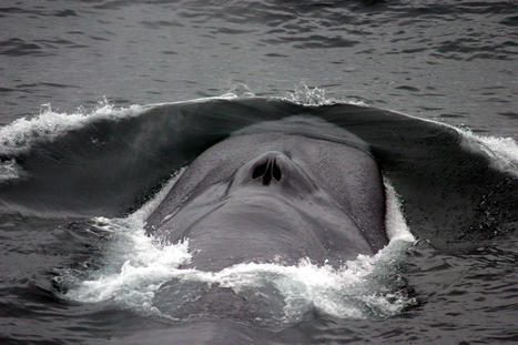 Finding Blue Whales Near the Seychelles for the First Time in Decades | by  | CounterPunch.org | @The Convergence of ICT, the Environment, Climate Change, EV Transportation & Distributed Renewable Energy | Scoop.it