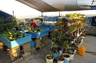 Faute d’espace, des habitants de Gaza cultivent des légumes sur leurs toits | Nature to Share | Scoop.it