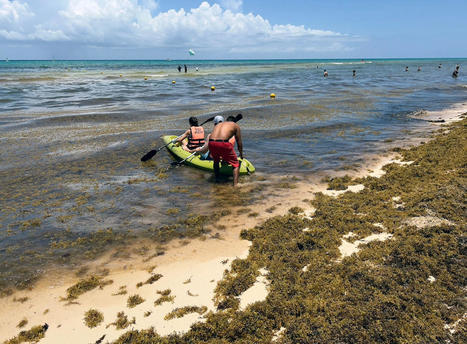 Record Amounts of Stinky, Fish-Killing Seaweed Swamping Caribbean Coasts - EcoWatch.com | Agents of Behemoth | Scoop.it